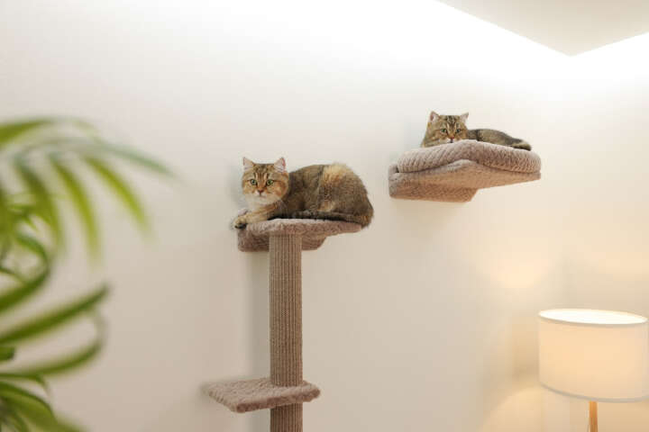 KERBL Kratzbaum Monte Alpi Katzen